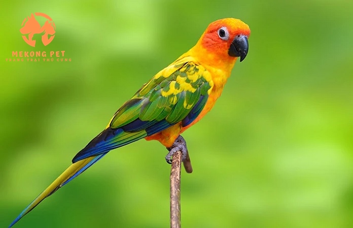 Mua Bán Vẹt Sun Conure Uy Tín Tại TP.HCM